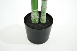New Flamant Palmier De Betel, Plante