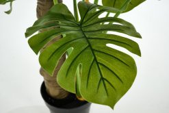 New Flamant Plante Monstera, Plante