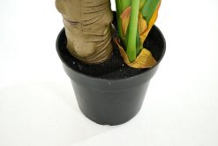 New Flamant Plante Monstera, Plante
