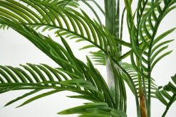Online Flamant Palmier Areca, Plante