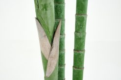 Online Flamant Palmier Areca, Plante