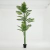 Online Flamant Palmier Areca, Plante