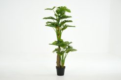 New Flamant Plante Monstera, Plante